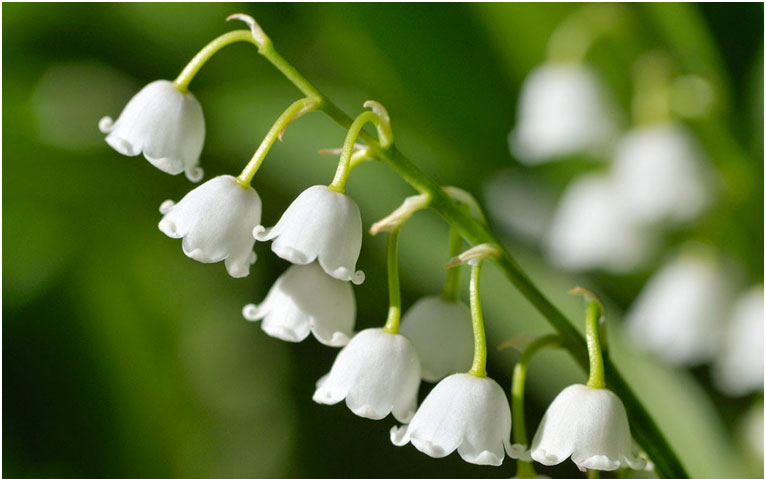 Le savais-tu ? Le 1er mai – fête du travail ou muguet de mai !