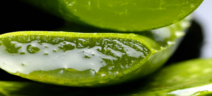 L’Aloe Vera et ses bienfaits