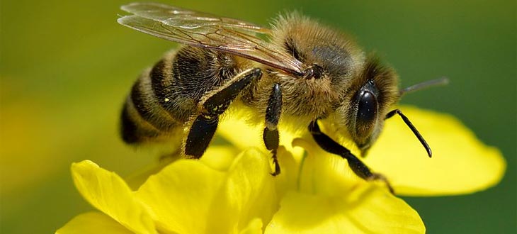 La vie d’une abeille