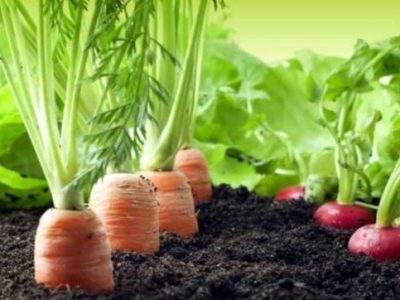Des fruits et légumes que tu peux faire pousser chez toi !