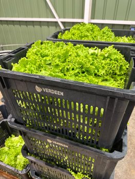 salade-bac_verdeen